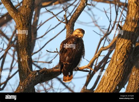 Red Tailed Hawk Juveniles Flying And Landing Stock Photo Alamy