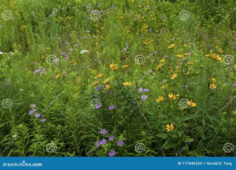 Prairie Wildflowers 838378 Stock Photo Image Of Sunflowers 171846334