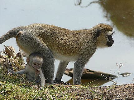 B B Singe Grivet Avec Sa M Re Singes Animaux Animaux Lac Et