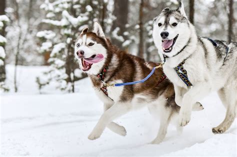 Premium Photo | Husky sled dog running