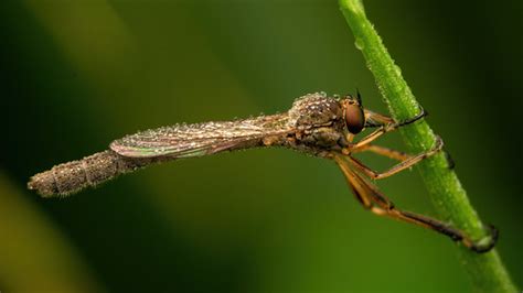 Striped Slender Robberfly Leptogaster Cylindrica Flickr