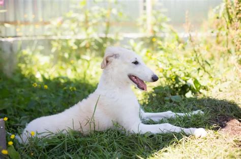 7 Best Borzoi Breeders In The US