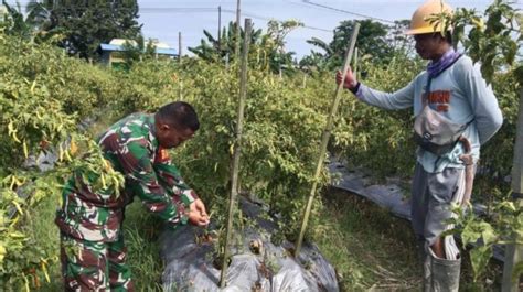 Ciptakan Kemanunggalan Tni Rakyat Babinsa Mapurujaya Dampingi Petani