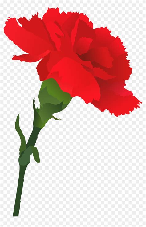 Clipart Flowers Carnation