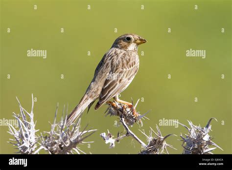 Corn Free Icon Hi Res Stock Photography And Images Alamy