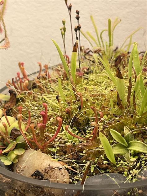 Carnivorous Plant Seeds [For Sale] | Mixed Seeds Pack