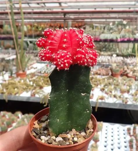 Gymnocalycium Mihanovichii Succulent Guide