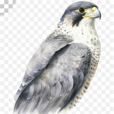 Une Aquarelle D Un Oiseau De Proie Oiseau Png Png Transparent Psd