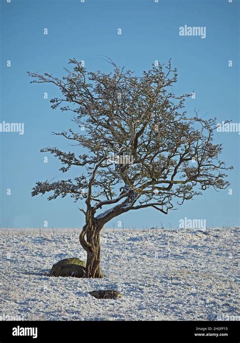 árbol torcido azotado por el viento fotografías e imágenes de alta