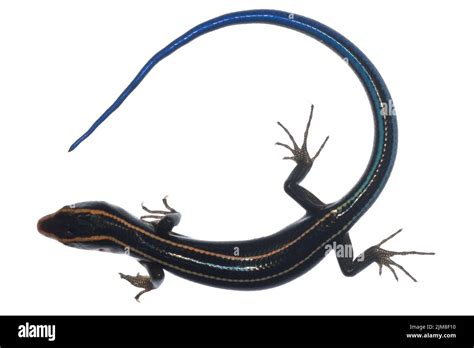 Blue Tail Skink Lizard Stock Photo Alamy