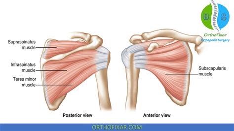 Sword Great Gallantry Rotator Cuff Muscles And Movements Disgrace