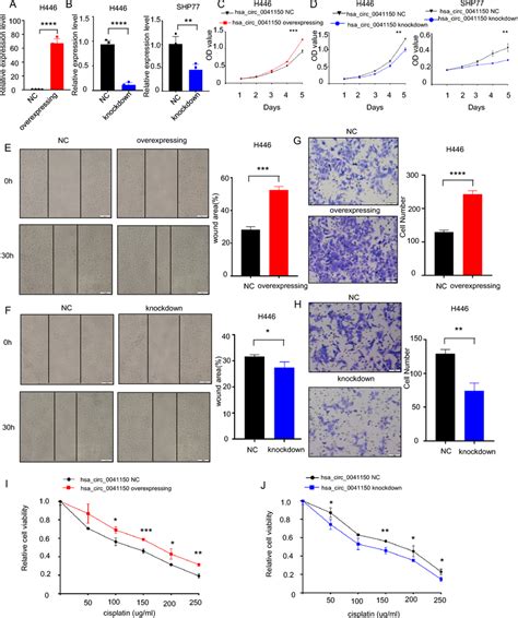 Promotion Of Hsa Circ On The Proliferation Invasion And