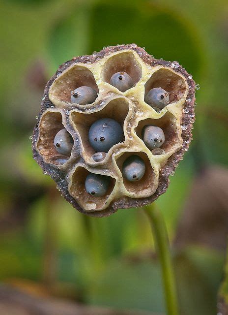 1000+ images about SEED PODS on Pinterest | Nature, Poppies and Pine