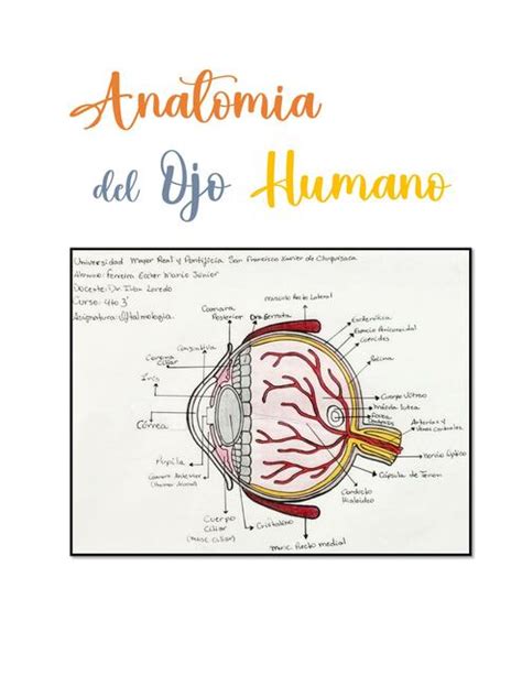 anatomia del ojo humano mario junior ferreira eccher udocz