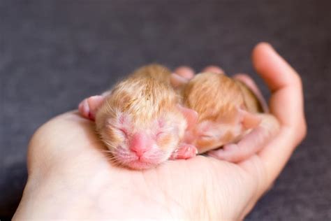 Um Pequeno Gatinho Rec M Nascido Nas M Os De Uma Pessoa Filho De Um