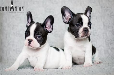 Bulldog Francez de vanzare ‹ Caini si Pisici de vanzare