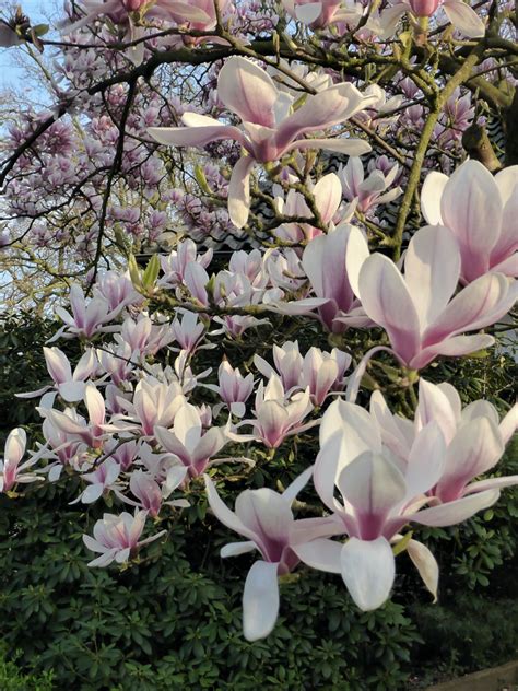 Man Kennt Sie Ppig Als Baum Doch Magnolien Gibt Es Auch F R Den