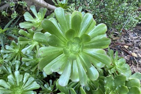 How To Grow And Care For Aeonium Plants