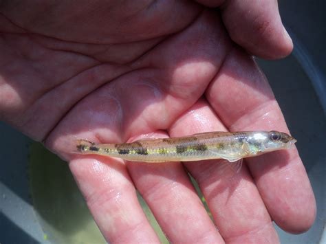 Crystal Darter In August 2011 By Dwalc400 · Inaturalist