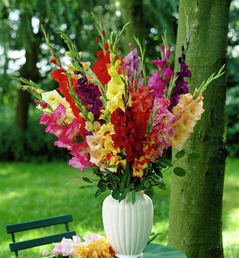 10 Giant Gladiolus Mixed Color Collection Bulbs/corms - Etsy