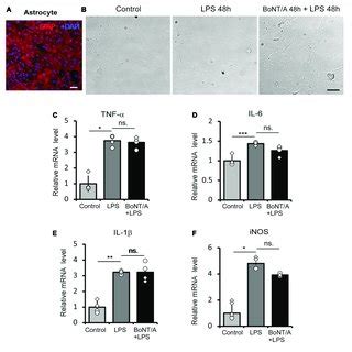 BoNT A Pretreatment Does Not Affect LPS Induced Inflammatory Cytokine