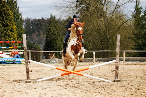 12 Pointers for Jumping Crossrails with Confidence - Horse Rookie