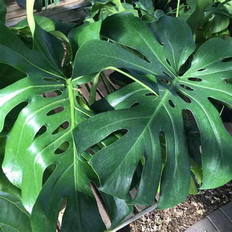 Monstera Deliciosa Swiss Cheese Plant › Anything Grows