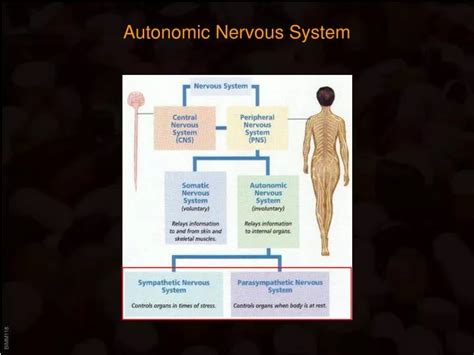 Ppt Autonomic Nervous System Powerpoint Presentation Free Download