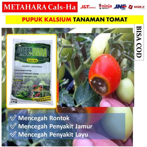 Jual Paling Laris Metahara Kg Pupuk Tanaman Tomat Bebas Layu Dan