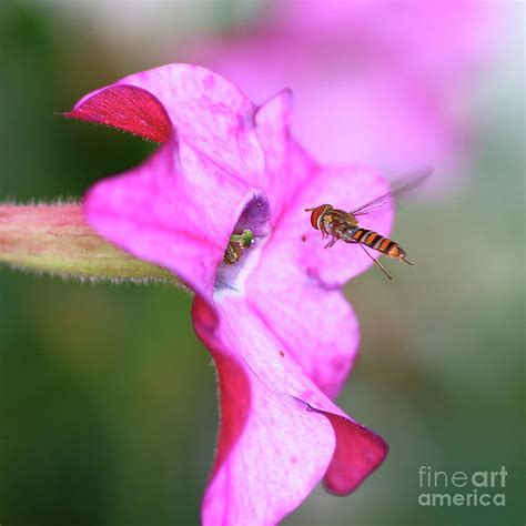 Pollination of Nicotiana tabacum flower Photograph by Gregory DUBUS ...