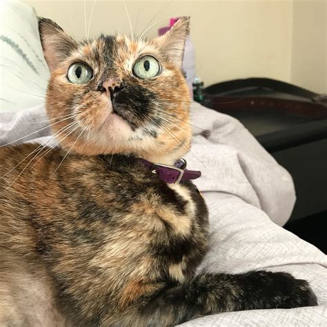 783 Best Peach Fuzz Images On Pholder Peachfuzz Hairy Pussy And Asstastic