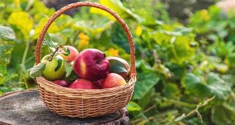 Premium Photo | Apple harvest in the garden selective focus