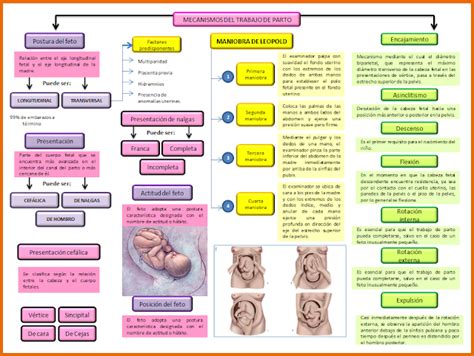 Ginecolog A Y Obstetricia Facultad De Medicina Mecanismos De Trabajo