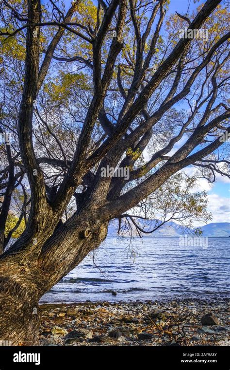 Lake Wakatipu, New Zealand Stock Photo - Alamy