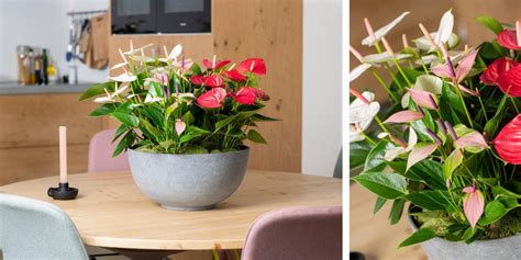 Voici les nouveaux anthuriums en fleur coupé et en pot Anthurium