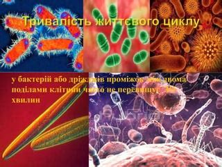 життєві цикли | PPT