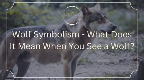 Wolf Symbolism What Does It Mean When You See A Wolf