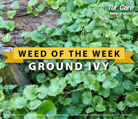 Weed of the Week: Ground Ivy