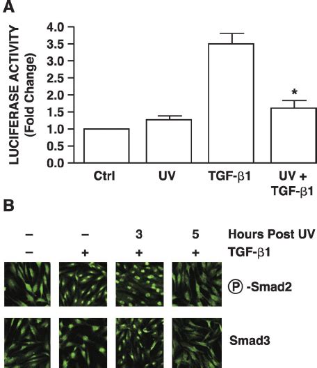 UV Irradiation Inhibits TGF Smad Signaling Pathway In Cultured