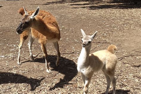 Nacieron guanacos en el Bioparque La Máxima En Linea Noticias