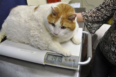 Heaviest Living Cat 39 Pound Cat Sets World Record Pics And Video