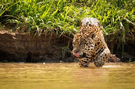 Voyage Pantanal Jaguar Safari : Sur la trace du Jaguar... - Nomade Aventure