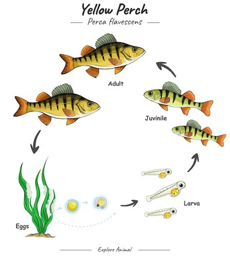 Ciclo De Vida De Los Peces