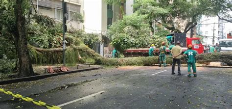 Rvore De Grande Porte Cai E Atinge Pr Dio No Bairro Do Canela Metro