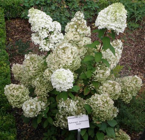 Hydrangea Paniculata ‘bobo Provrt