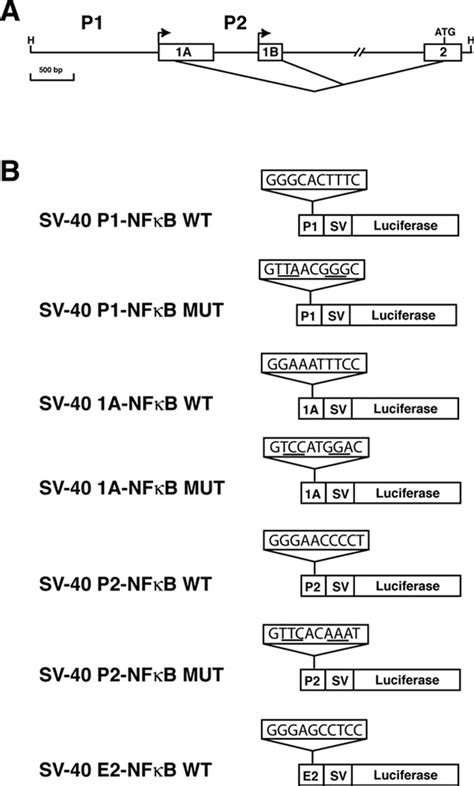 Human Casr Gene Heterologous Promoter Constructs A Promoter P1 Download Scientific Diagram