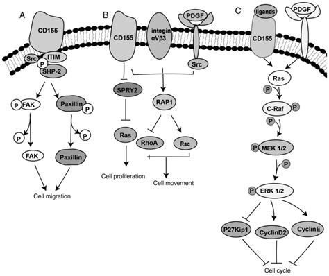 CD155 TIGIT A Novel Immune Checkpoint In Human Cancers Review