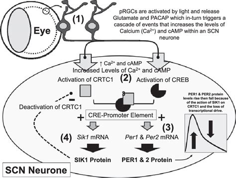 Figure 1 From The Genetics Of Circadian Rhythms Sleep And Health