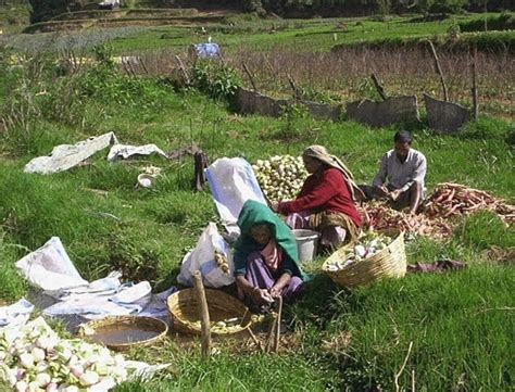 Ea O Ka Aina Small Scale Farms Are Sustainable