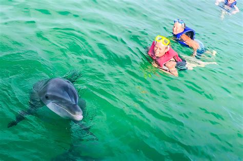 Panama City Beach Dolphins